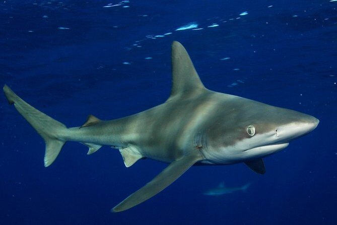 Shark Cage Diving In Oahu - The Group Size and Timing