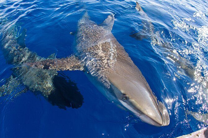 Shark Cage Diving In Oahu - Why This Tour Matters
