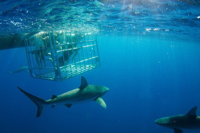 Shark Cage Diving On "The World Famous North Shore of Oahu", Hawaii - The Itinerary in Detail: From Land to the Sharks