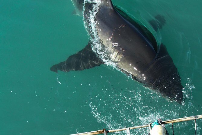 Shark Cage Diving Viewing Only - What to Expect on the Tour