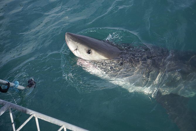Shark Cage Diving Viewing Only - Who is This Tour Best For?