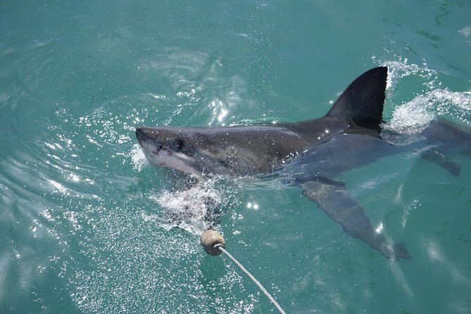Shark Cage Diving Viewing Only - The Sum Up: Is It Worth It?