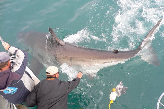 Shark cage diving & viewing tours in Gansbaai - The Sum Up
