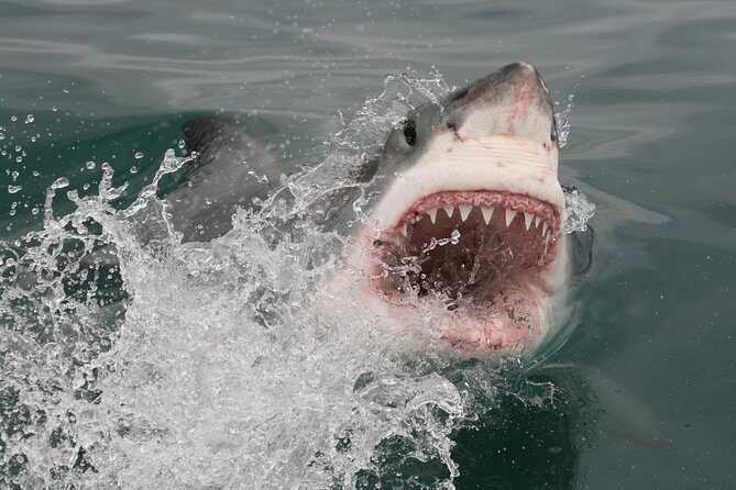 Shark cage diving & viewing tours in Gansbaai - FAQ