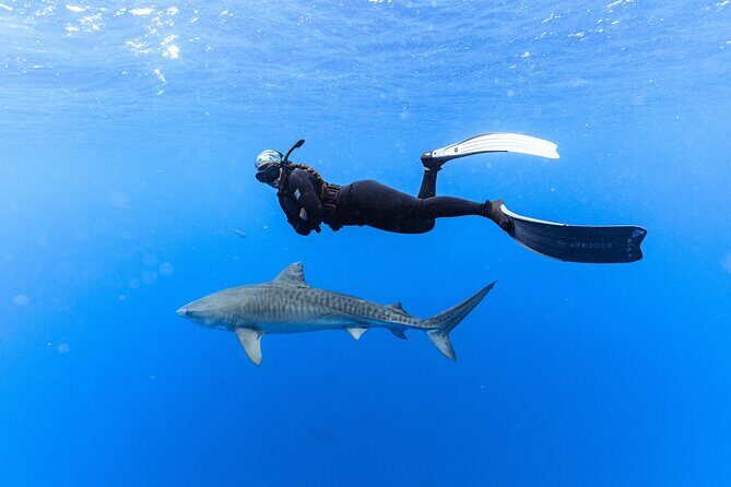 Shark Dive Private Charter No Cage - An Honest Look at the Shark Dive Private Charter