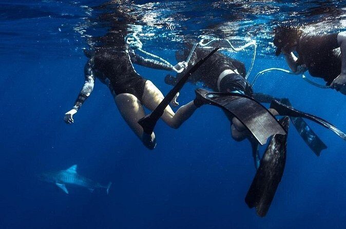 Shark Dive Private Charter No Cage - Frequently Asked Questions