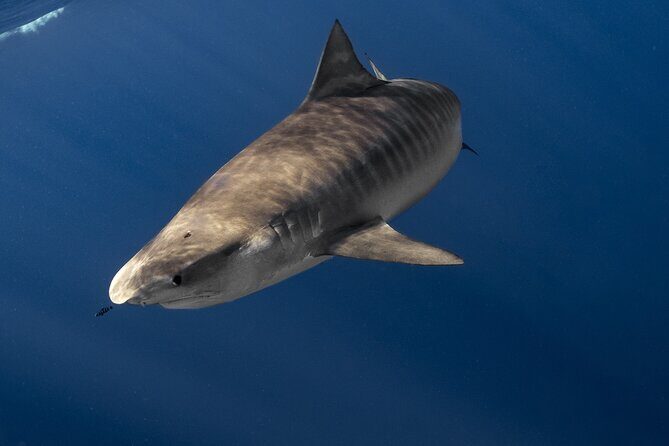 Shark Diving and Snorkeling in Oahu Hawaii - A Closer Look at the Shark Snorkeling Tour in Oahu