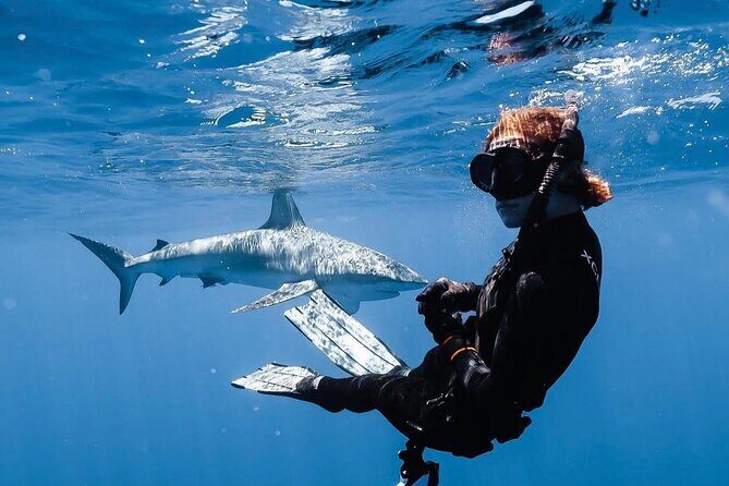 Shark Diving and Snorkeling in Oahu Hawaii - Final Thoughts: Who Should Book This Tour?