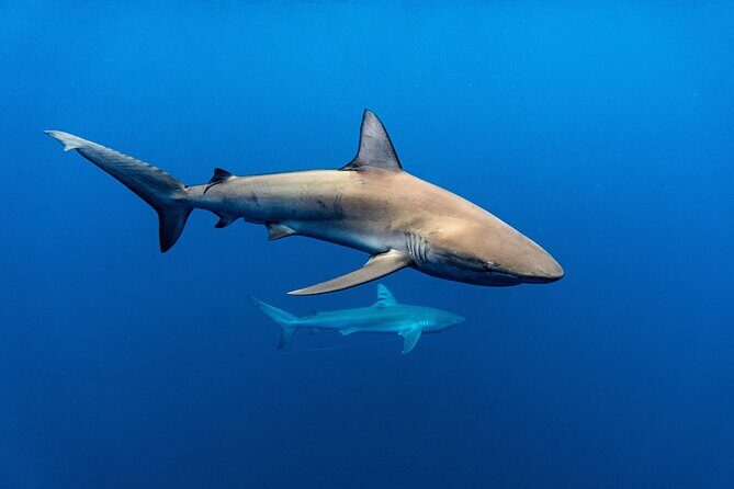 Shark Diving and Snorkeling in Oahu Hawaii - Frequently Asked Questions
