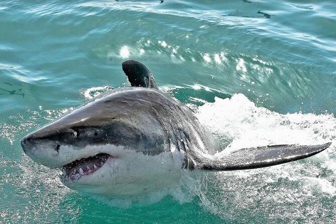 Shark Diving Full Day Guided Return Transfer to Gansbaai from Cape Town - An In-Depth Look at the Gansbaai Shark Tour Experience