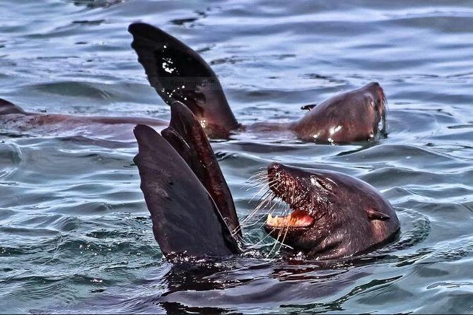 Shark Diving Full Day Guided Return Transfer to Gansbaai from Cape Town - FAQ: Your Questions Answered