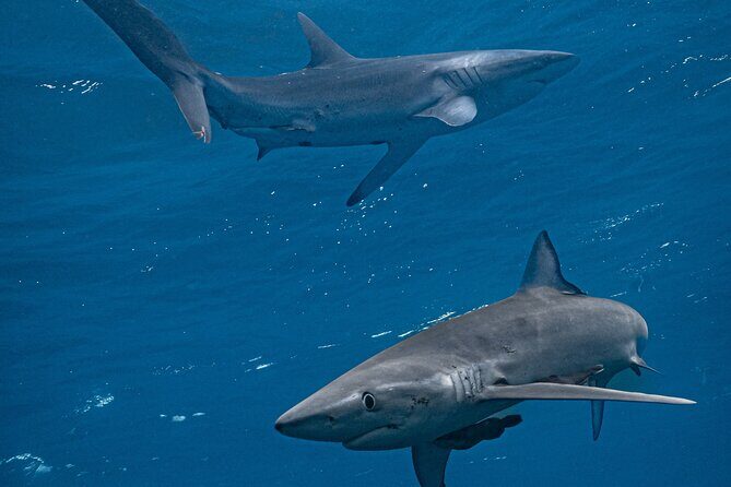 Shark Guided Diving Los Cabos - Key Points