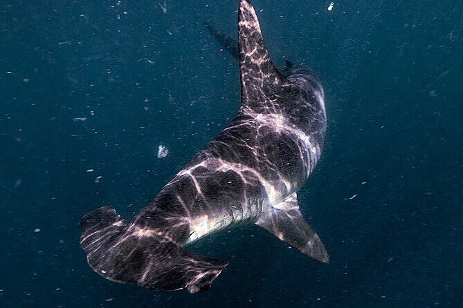 Shark Guided Diving Los Cabos - Who Will Love This Tour?