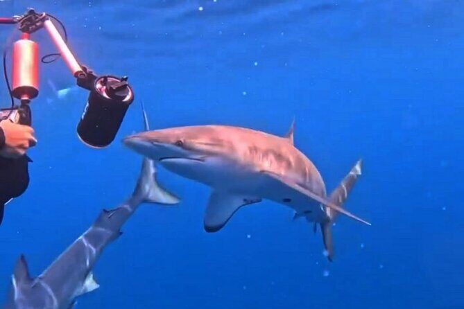 Shark Guided Diving Los Cabos - Authentic Experiences and Review Highlights