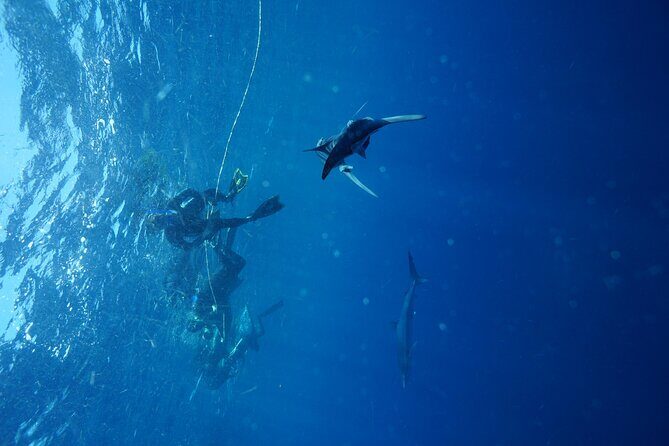 Shark Guided Diving Los Cabos - Practical Tips for Booking and Enjoying Your Tour