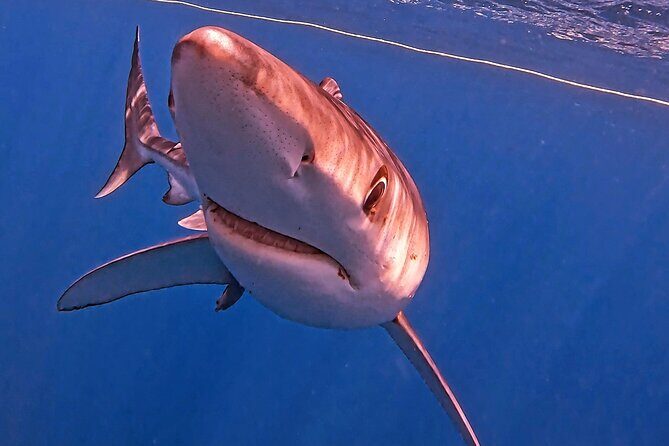 Shark Guided Diving Los Cabos - The Sum Up: Is This Tour Worth It?
