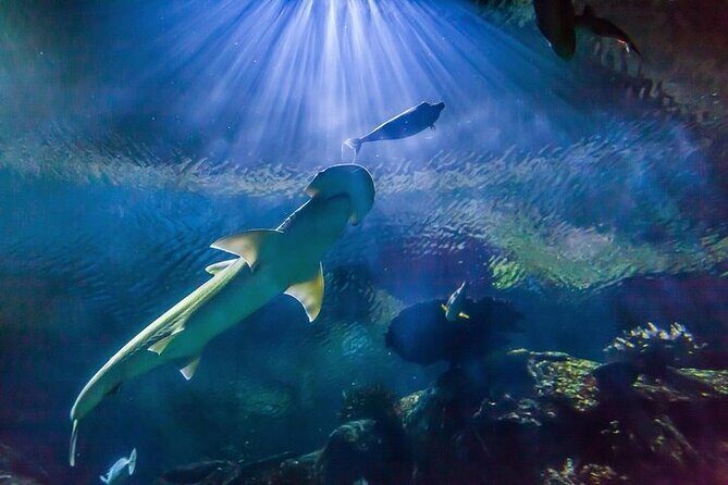 Shark Reef at Mandalay Bay Hotel and Casino - Key Points