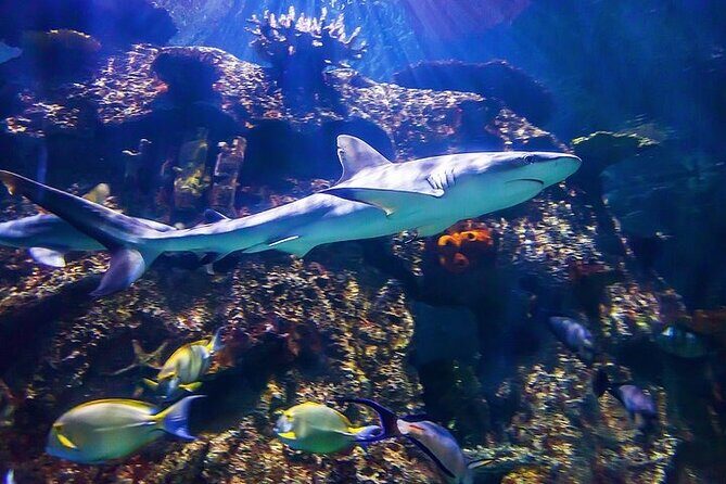 Shark Reef at Mandalay Bay Hotel and Casino - Practical Tips for Visitors