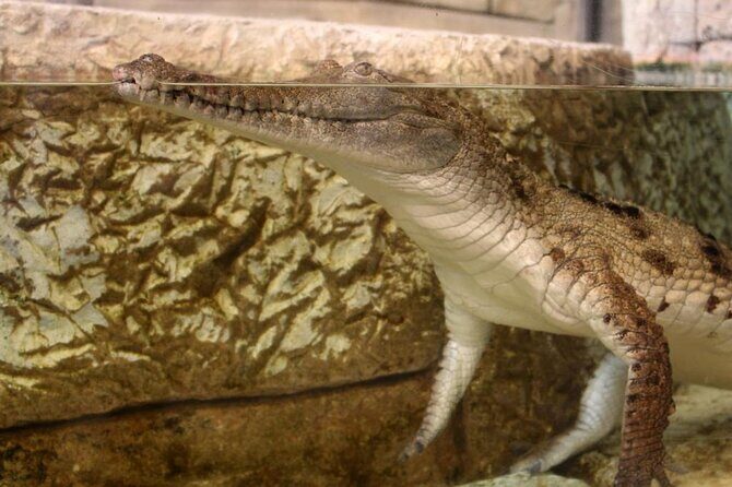 Shark Reef at Mandalay Bay Hotel and Casino - Summary: Who Should Visit?