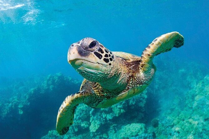 Shark Reef at Mandalay Bay Hotel and Casino - FAQ