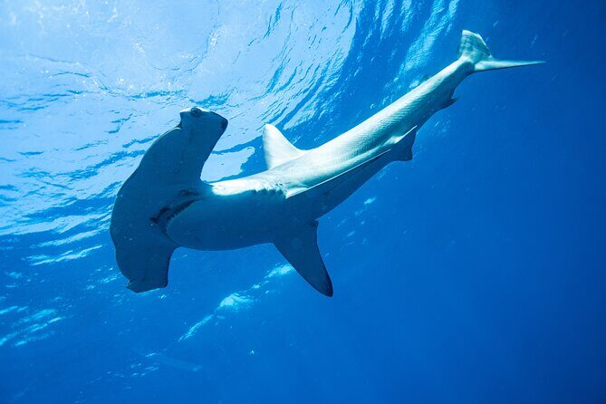 Shark Safari & Snorkel Adventure in Cabo San Lucas - Exploring the Itinerary: What to Expect