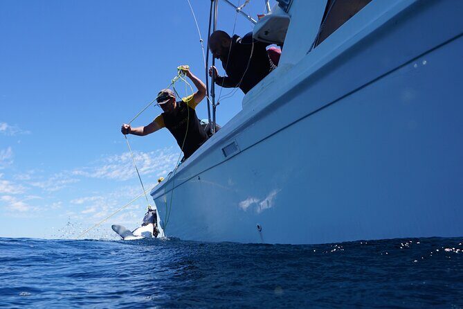 Shark Safari & Snorkel Adventure in Cabo San Lucas - Who Will Love This Tour?
