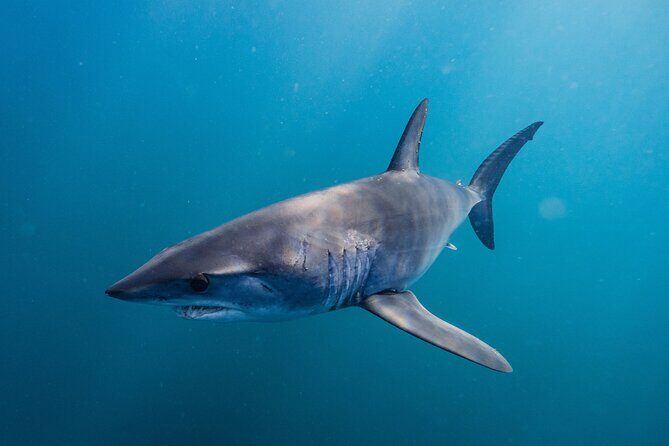 Shark Safari & Snorkel Adventure in Cabo San Lucas - Final Thoughts: Is It Worth It?