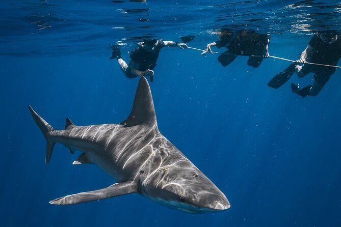 Shark Snorkeling Experience in South Florida - Setting the Scene: What the Experience Looks Like
