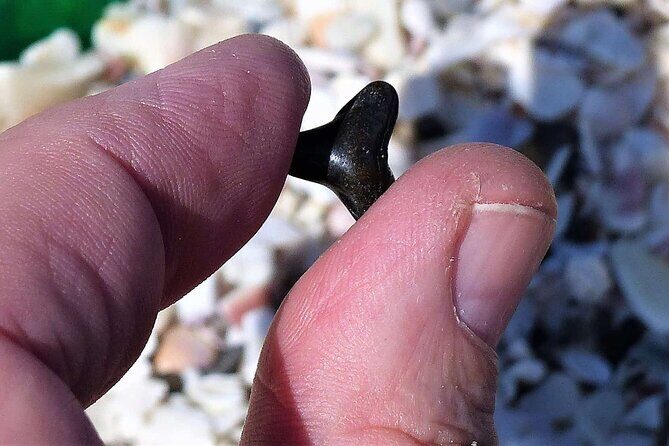 Shark Tooth and Shell Hunting Tour in Charleston, SC - An In-Depth Look at the Shark Tooth & Shell Hunting Tour