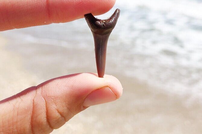 Shark Tooth and Shell Hunting Tour in Charleston, SC - Final Thoughts: Is It Worth It?