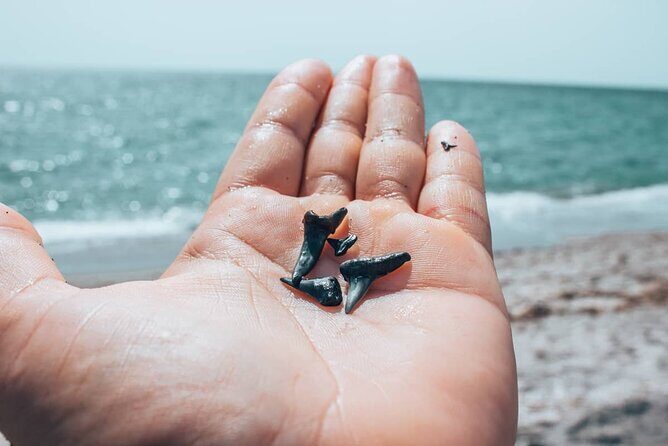 Shark Tooth and Shell Hunting Tour in Charleston, SC - FAQs
