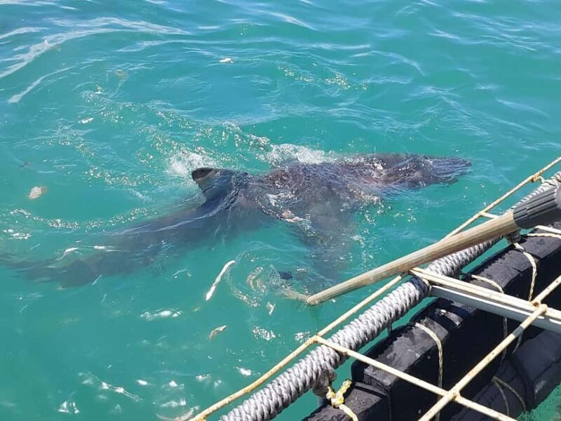 Shark & Whale Trip Combo - A Closer Look at the Experience