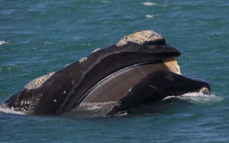 Shark & Whale Trip Combo - Why This Tour Fits Certain Travelers Best