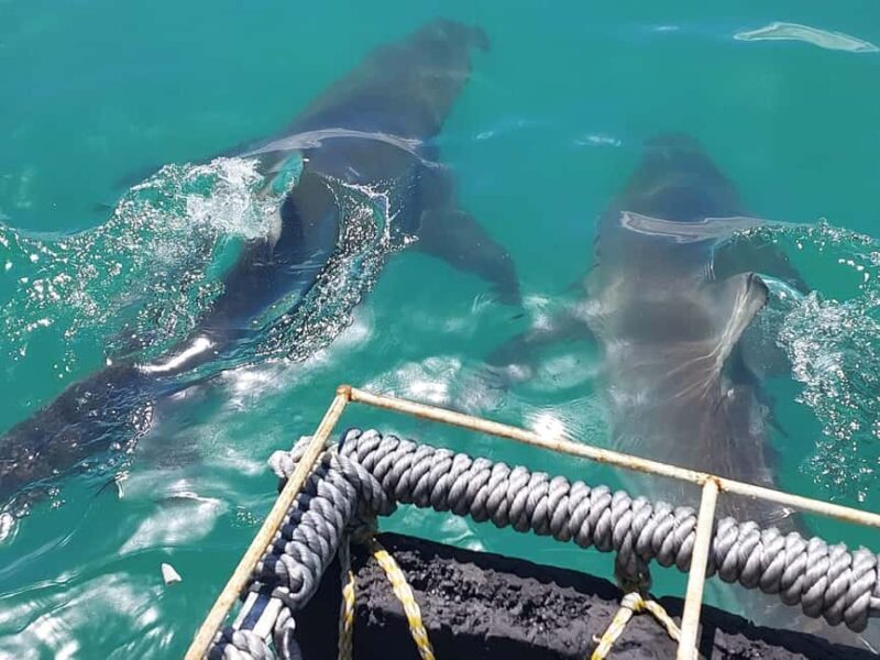 Shark & Whale Trip Combo - FAQs