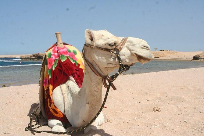 Sharm El Naga National Park water turtle house Full Day Snorkeling Trip-Hurghada - Key Points