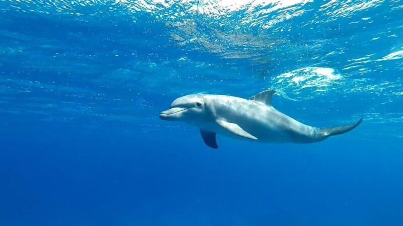 Sharm El Sheikh: Day sail to White island and Ras Mohamed - Who Will Love This Tour?