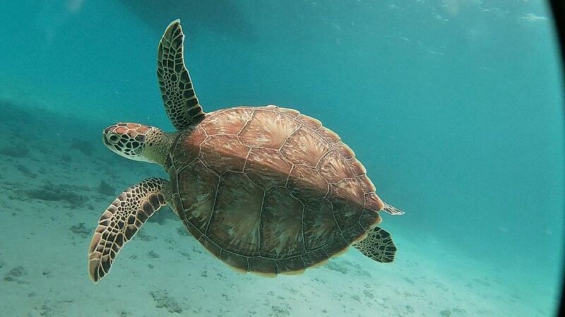 Sharm El Sheikh: Day sail to White island and Ras Mohamed - Final Thoughts