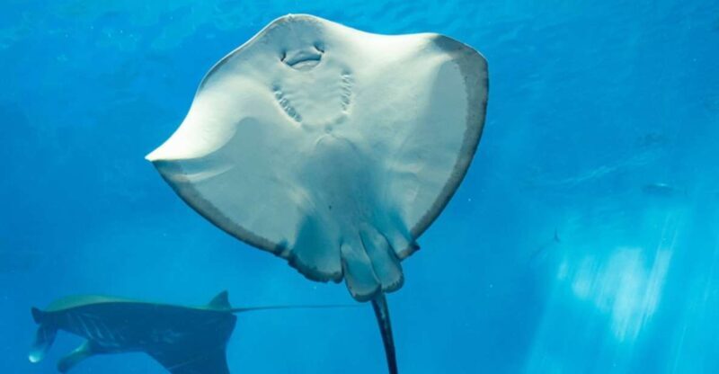 Sharm El Sheikh: Glass Bottom Boat Tour & Private Transfer - Key Points