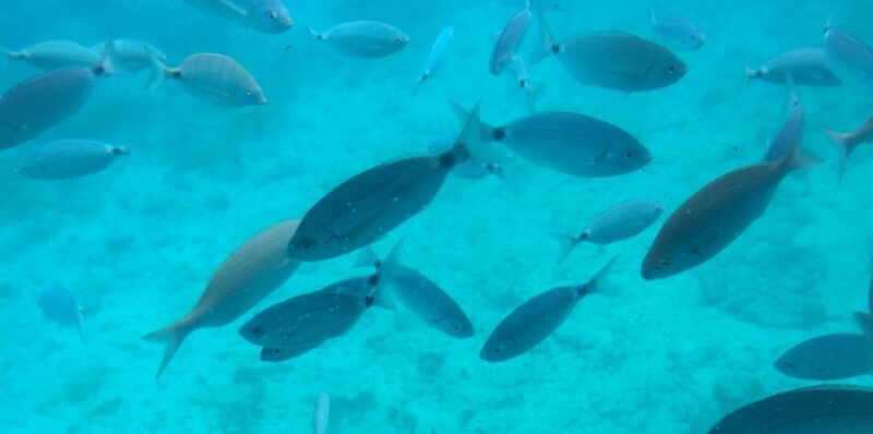 Sharm El Sheikh: Glass Bottom Boat Tour & Private Transfer - What to Expect from This Tour