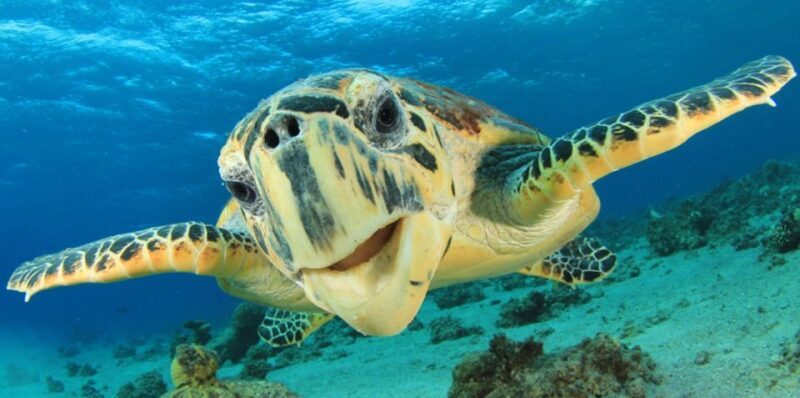 Sharm El Sheikh: Glass Bottom Boat Tour & Private Transfer - The Good and the Not-So-Good