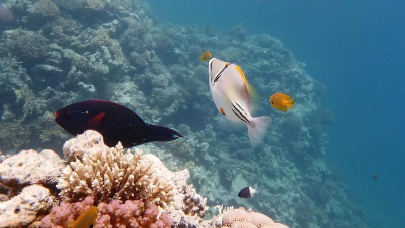 Sharm El Sheikh: Ras Mohamed and White island cruise - Practical Details: What You Need to Know