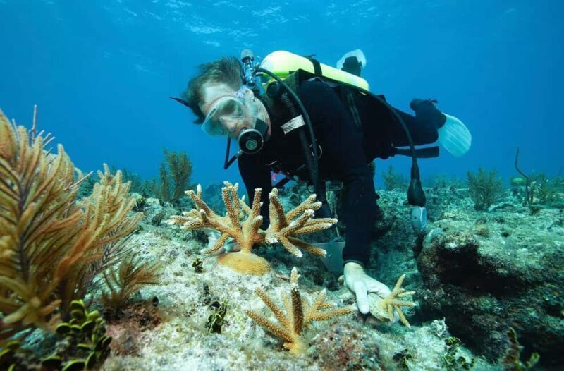 Sharm El Sheikh: Ras Mohamed and White island cruise - FAQ