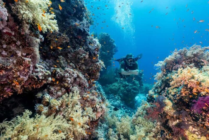 Sharm El Sheikh: Ras Mohamed & White Island Dive & Snorkel - The Itinerary Breakdown