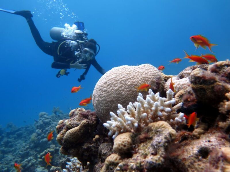 Sharm El Sheikh: Ras Mohamed & White Island Snorkel or Dive - Food and Comfort on the Boat