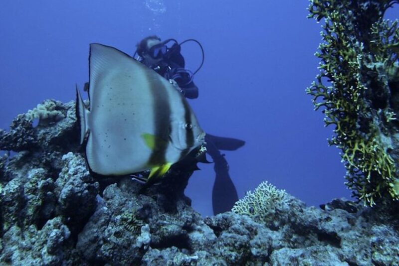 Sharm El Sheikh: Ras Mohamed & White Island Snorkel or Dive - FAQs