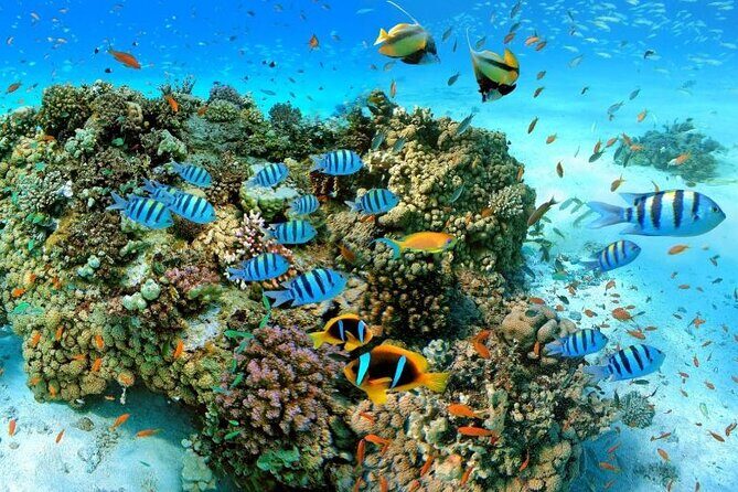 Sharm El Sheikh: Ras Mohammed and White Island VIP Boat Sea Trip - The Marine Marvels of Ras Mohamed National Park