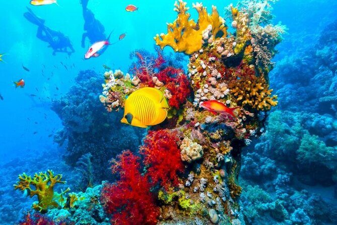 Sharm El Sheikh: Ras Mohammed and White Island VIP Boat Sea Trip - Lunch and Comfort on Board