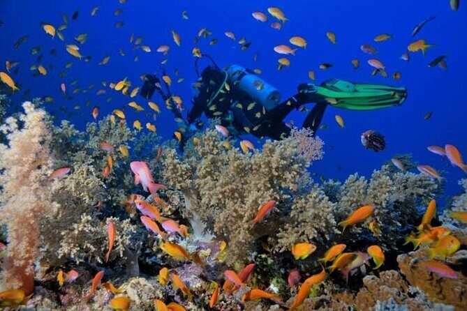 Sharm El Sheikh: Ras Mohammed and White Island VIP Boat Sea Trip - What’s Included and What’s Not