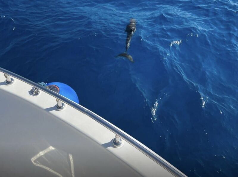 Sharm el-Sheikh: Ras Mohammed Elite VIP Cruise and BBQ Lunch - The Authenticity and Overall Atmosphere