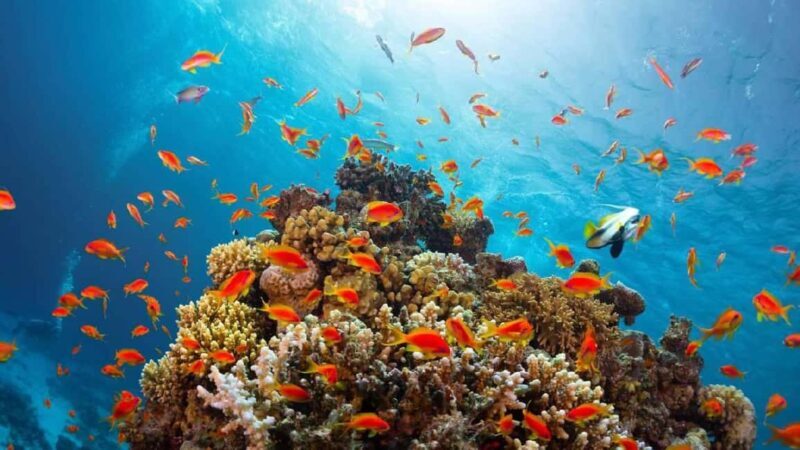 Sharm El Sheikh: Ras Mohammed Snorkeling Boat Tour - The Practical Side: What’s Included and What’s Not